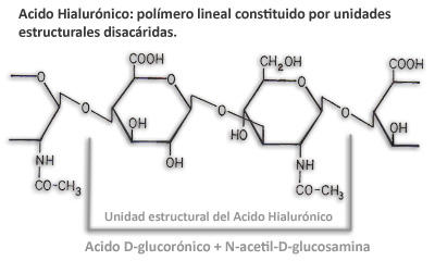 Acido Hialurónico, polímero lineal donde se repite una sucesión de unidades disacáridas particulares